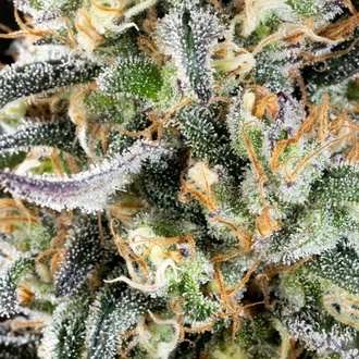 Apple Fritter (Kannabia) Feminized