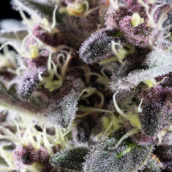 Pink Gelato (Kannabia) Feminized