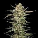 OG Triploid (Humboldt Seed Company) Feminized