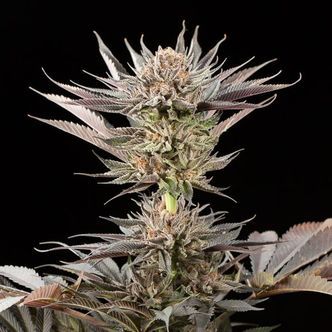 Lemon Tree 2.0 (Silent Seeds x Lemon Tree) Feminized