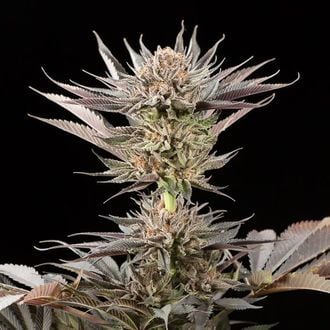Lemon Tree 2.0 (Silent Seeds x Lemon Tree) Feminized