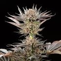 Lemon Tree 2.0 (Silent Seeds x Lemon Tree) Feminized