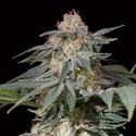 Lemon Tree Fast (Lemon Tree x Silent Seeds) Feminized