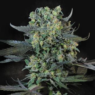 Momo (Paradise Seeds) Feminized