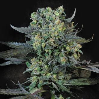 Momo (Paradise Seeds) Feminized