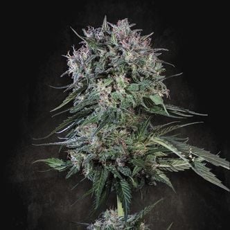 Doppler (Paradise Seeds) Feminized