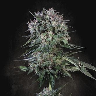 Doppler (Paradise Seeds) Feminized