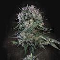 Doppler (Paradise Seeds) Feminized