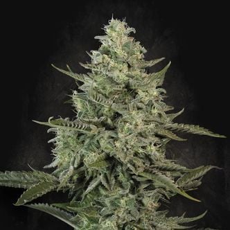 Mendo Crème (Paradise Seeds) Feminized