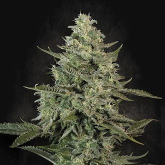 Mendo Crème (Paradise Seeds) Feminized