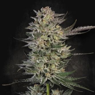 Candy Breath (Paradise Seeds) Feminized