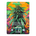 In-Di-Couch Indica Pack - Feminized Strains