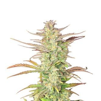 Z-Up Auto (FastBuds) Feminized