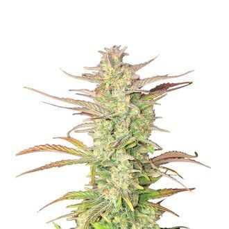 Z-Up Auto (FastBuds) Feminized