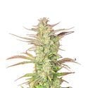 Z-Up Auto (FastBuds) Feminized