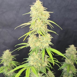 Z-Up Auto (FastBuds) Feminized