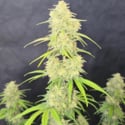 Z-Up Auto (FastBuds) Feminized