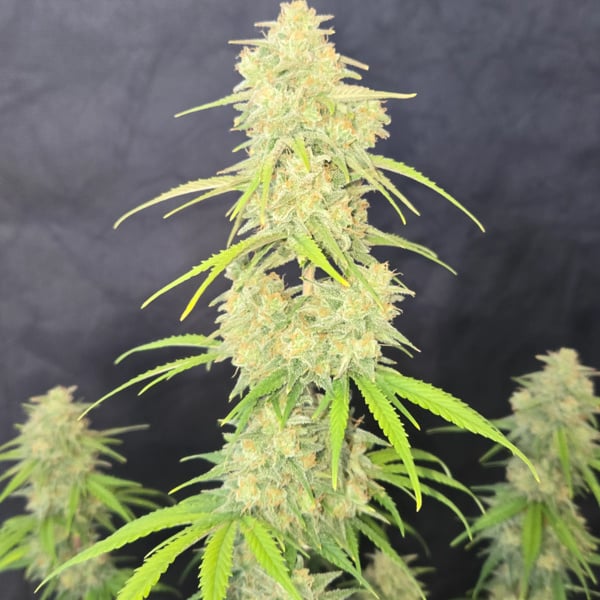 Z-Up Auto (FastBuds) Feminized