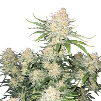Frostbanger Auto (FastBuds) Feminized