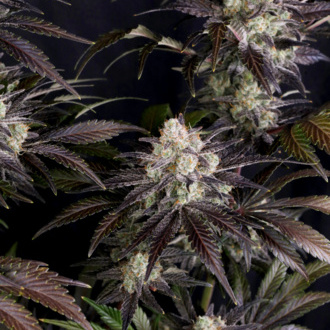 Frostbanger Auto (FastBuds) Feminized