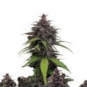Purple Haze Auto (FastBuds) Feminized
