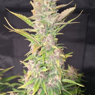 Purple Haze Auto (FastBuds) Feminized