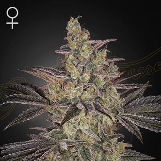 Frosted Guava Auto (Greenhouse Seeds) Feminized