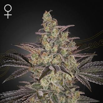 Frosted Guava Auto (Greenhouse Seeds) Feminized