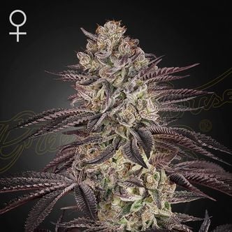 Biscotti Auto (Greenhouse Seeds) Feminized