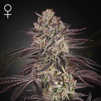 Biscotti Auto (Greenhouse Seeds) Feminized