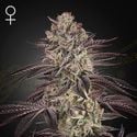 Biscotti Auto (Greenhouse Seeds) Feminized