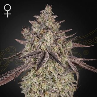 Skywalker Auto (Greenhouse Seeds) Feminized
