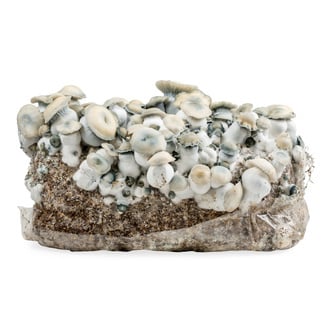 Zamnesia Ready-2-Grow Bag 'Bluey Vuitton'