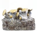 Zamnesia Ready-2-Grow Bag 'Bluey Vuitton'