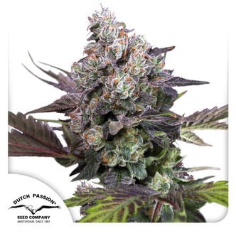 Candy Bubatz XL (Dutch Passion) Feminized