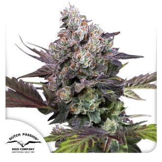 Candy Bubatz XL (Dutch Passion) Feminized