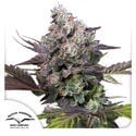 Candy Bubatz XL (Dutch Passion) Feminized