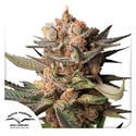Auto Frozen Biscotti (Dutch Passion) Feminized