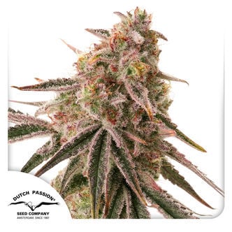 Frozen Biscotti (Dutch Passion) Feminized