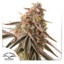 Frozen Biscotti (Dutch Passion) Feminized