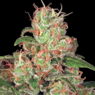 Auto Collection Pack 2 (Paradise Seeds) Feminized