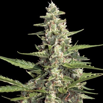 Auto Collection Pack 2 (Paradise Seeds) Feminized