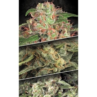 Auto Collection Pack 2 (Paradise Seeds) Feminized