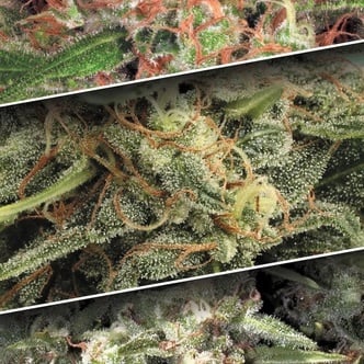Auto Collection Pack 2 (Paradise Seeds) Feminized