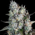 Red Velvet Auto (Paradise Seeds) Feminized