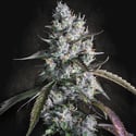 Red Velvet Auto (Paradise Seeds) Feminized