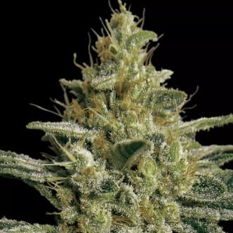 Allkush (Paradise Seeds) Feminized
