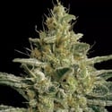 Allkush (Paradise Seeds) Feminized