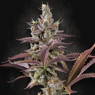 Apricot Candy (Paradise Seeds) Feminized
