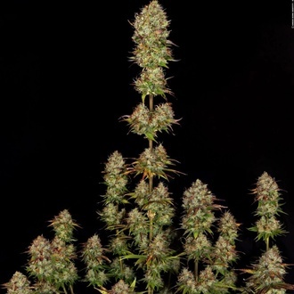 Apricot Candy (Paradise Seeds) Feminized